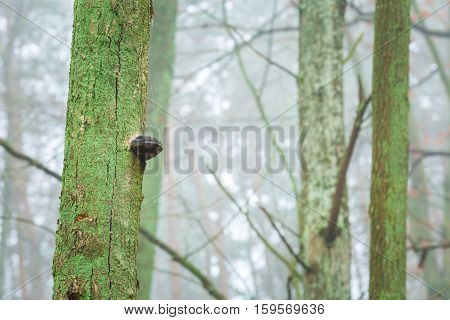 Tree Hub Growing On Trunk