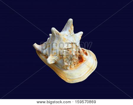 Shell Horned Helmet found in the western Indo-Pacific