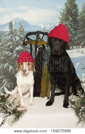Two dogs sit out in the snow with a sled and wearing touqes