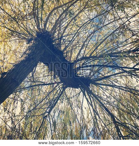 Looking up at sky from underneath a willow tree branches. Blue sky and white clouds background.  Looking upwards at trunk, branches and autumn leaves on branches. Instagram effects.