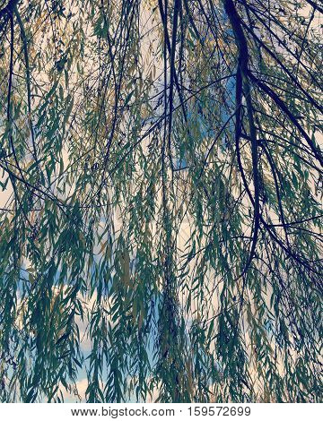 Looking up at sky from underneath a willow tree branches. Blue sky and white clouds background.  Looking upwards at branches and green leaves on branches.