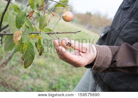 Elderly Man Picking Up Medlar Fruit