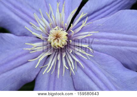 Flax flowers close up on the field