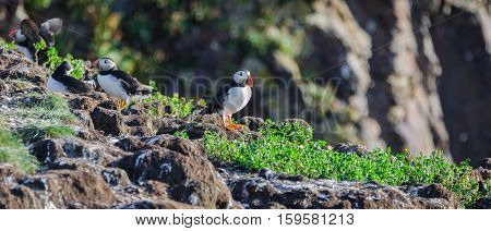 Atlantic puffin (Fratercula arctica) going about their business, making nests and new puffins as they return in summer to mate on one of the bird islands in Elliston, Newfoundland.