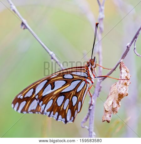 Gulf fritillary butterfly after emerging from cocoon. To become a butterfly, a caterpillar first digests itself groups of cells survive, into eyes, wings, antennae