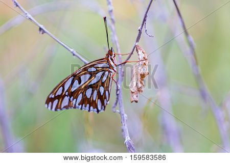 Gulf fritillary butterfly after emerging from cocoon. To become a butterfly, a caterpillar first digests itself groups of cells survive, into eyes, wings, antennae
