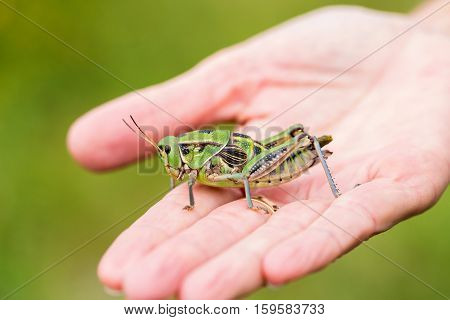 Bright green and multicolored grasshoppers are found in the grasslands of Mexico. They are also eaten as a very special snack and are known as Chapulines to the indigenous people.