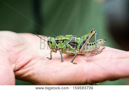 Bright green and multicolored grasshoppers are found in the grasslands of Mexico. They are also eaten as a very special snack and are known as Chapulines to the indigenous people.
