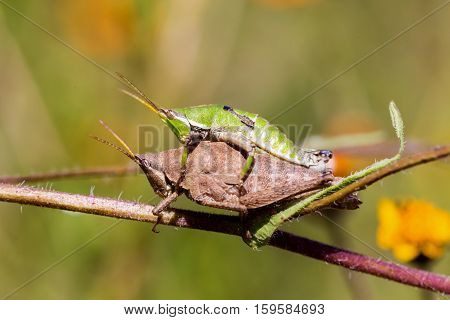 Bright green and multicolored grasshoppers are found in the grasslands of Mexico. They are also eaten as a very special snack and are known as Chapulines to the indigenous people.