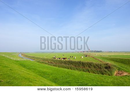 Bred landskab med køer på hollandsk ø Ameland