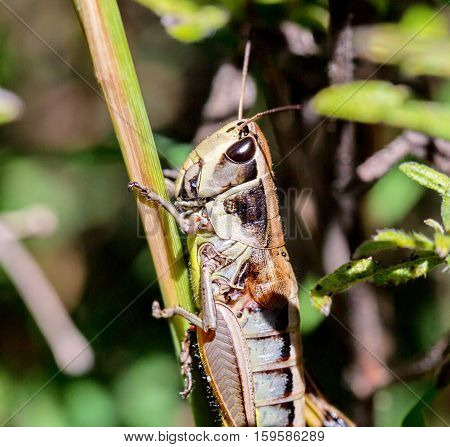 Bright green and multicolored grasshoppers are found in the grasslands of Mexico. They are also eaten as a very special snack and are known as Chapulines to the indigenous people.