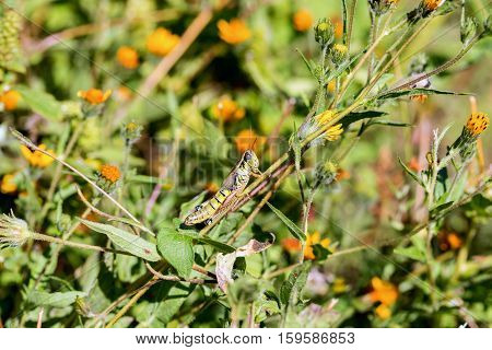 Bright green and multicolored grasshoppers are found in the grasslands of Mexico. They are also eaten as a very special snack and are known as Chapulines to the indigenous people.