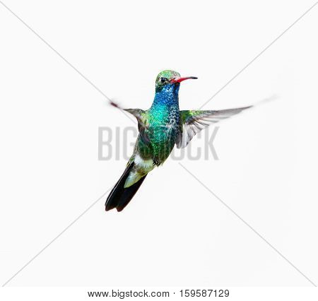 Broad Billed Hummingbird. Using different backgrounds the bird becomes more interesting and blends with the colors. These birds are native to Mexico and brighten up most gardens where flowers bloom.