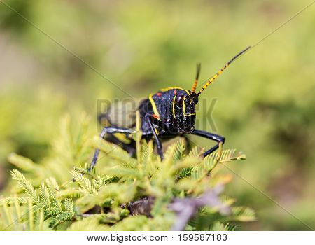 The western horse lubber is a relatively large species of the grasshopper  family found in the arid lower Sonoran life zone of the southwestern United States and  Mexico.