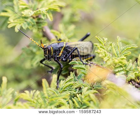 The western horse lubber is a relatively large species of the grasshopper  family found in the arid lower Sonoran life zone of the southwestern United States and  Mexico.