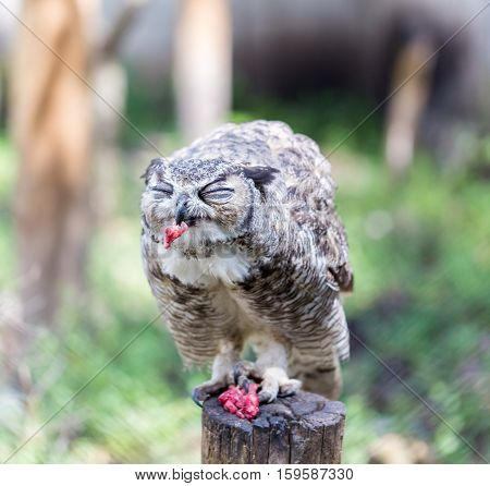 The great horned , also known as the tiger  or the hoot owl, is a large bird native to the Americas. It is an extremely adaptable bird with a vast range and is a common  true one in the Americas