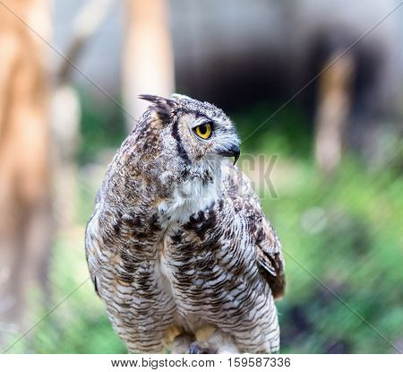 The great horned , also known as the tiger  or the hoot owl, is a large bird native to the Americas. It is an extremely adaptable bird with a vast range and is a common  true one in the Americas