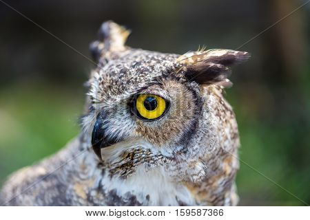 The great horned , also known as the tiger  or the hoot owl, is a large bird native to the Americas. It is an extremely adaptable bird with a vast range and is a common  true one in the Americas