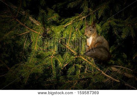 A squirrel is sitting on a spruce branch, sunbathing