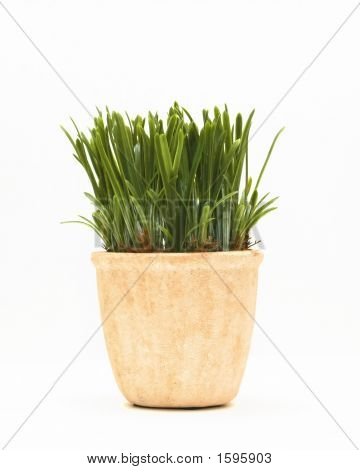 Herbe en Pot