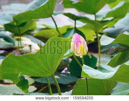 Lotus flower on flied in Volga river
