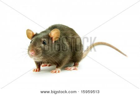 cinzento rato isolado no fundo branco