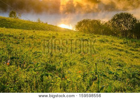thick morning fog in the summer forest. thick morning fog in the forest at pond. Morning landscape in summer thick fog.dense fog in the morning. early morning. forest hiding in the fog.orange flowers