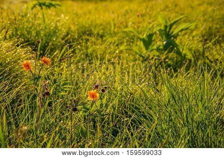 globe-flower.  thick morning fog in the forest at pond. orange flowers. dew on the lush green grass a summer misty morning. the sun's rays fall on the wet grass and flowers.