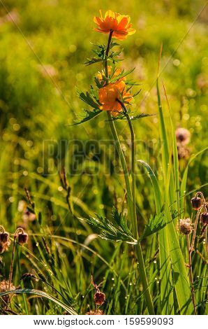globe-flower.  thick morning fog in the forest at pond. orange flowers. dew on the lush green grass a summer misty morning. the sun's rays fall on the wet grass and flowers.