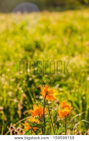 globe-flower.  thick morning fog in the forest at pond. orange flowers. dew on the lush green grass a summer misty morning. the sun's rays fall on the wet grass and flowers.