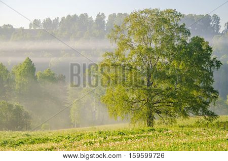 lonely tree and forest in the dense fog. Summer forest in thick morning fog. forest in the dense morning fog. early morning.
