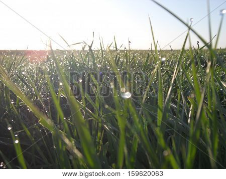 SAMSUNG DIGITAL CAMERA, Kalmykia, 2010, april. Dew on graw