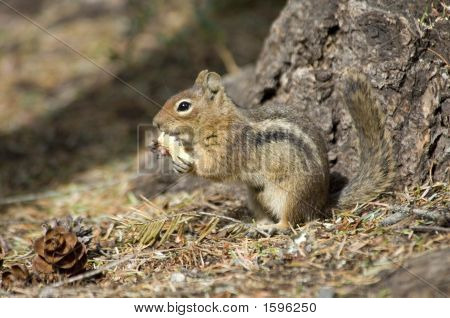 Chipmonk essen eine Erdnuss
