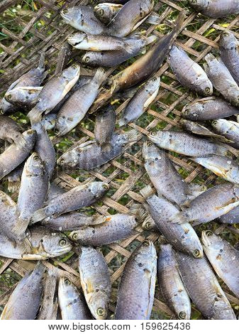 dry anabas testudineus fish on bamboo floor