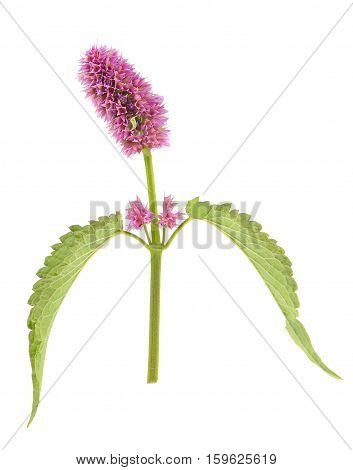 Agastache (anise hyssop) flower head without flowers isolated on white background