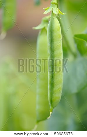 Fresh green peas in pods growing on a vegetable bed