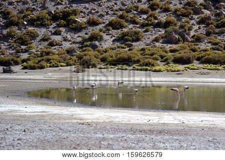James' flamingo in Chilean Andes in Chile