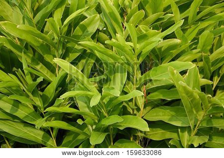 fresh green alpinia galanga plants in nature garden