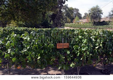 Carmenere grapes in Maipo Valley in Chile