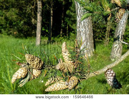 pine branch with cones in the forest