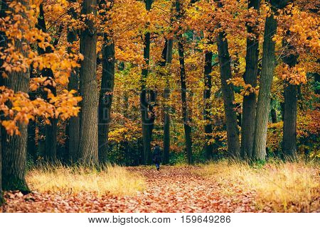 Woman Walking On Path Covered With Leaves In Autumn Forest.