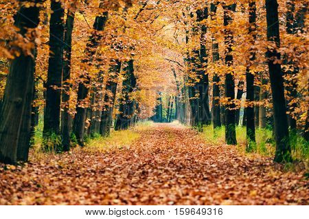 Path Covered With Leaves In Autumn Forest.