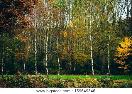 Young Birch Trees With Autumn Leaves In Field.