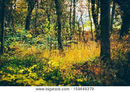Tree Trunks With Yellow Grass And Leaves In Autumn Forest.