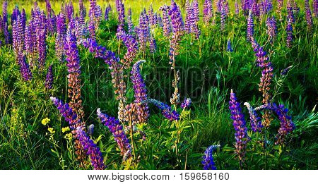 alley unusually beautiful  purple flowers Lupin  background