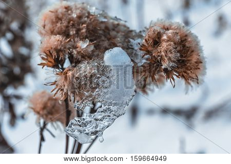 snow winter nature lake water leaf stream landscape morning