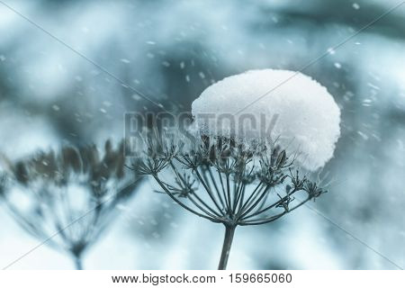 snow winter nature lake water leaf stream landscape morning