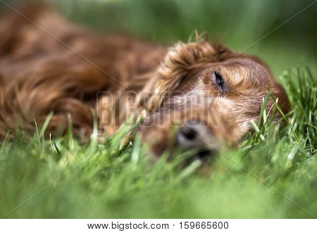 Portrait of a beautiful old sleeping Irish Setter dog