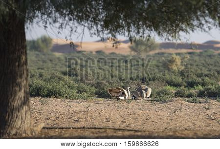 two Houbara bustards (chlamydotis undulata) fighting in a desert near dubai