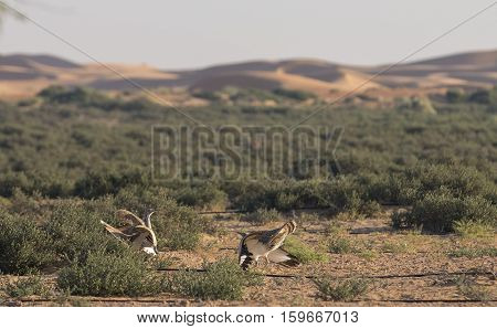 Houbara bustard (chlamydotis undulata) in a desert near dubai